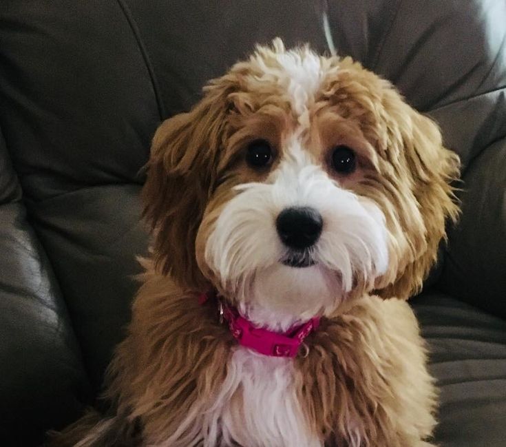 Angel View Doodles, LLC Home Doodle dog breeds, Working dogs breeds Angel View Doodles, LLC Home Doodle dog breeds, Working dogs breeds