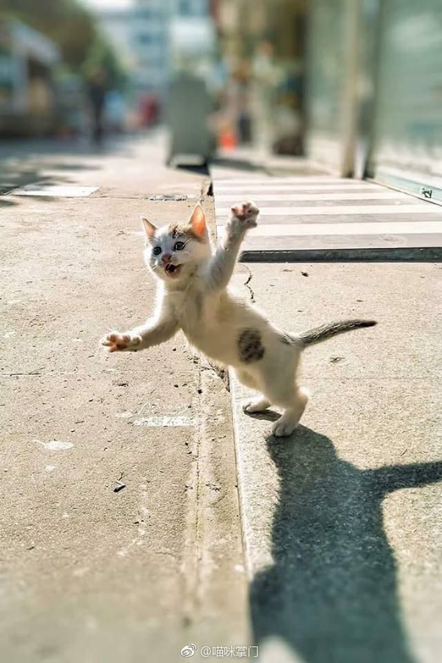 ねこポーズ集 のアイデア 440 件 21 ねこ キュートな猫 子猫 ねこポーズ集 のアイデア 440 件 21 ねこ キュートな猫 子猫