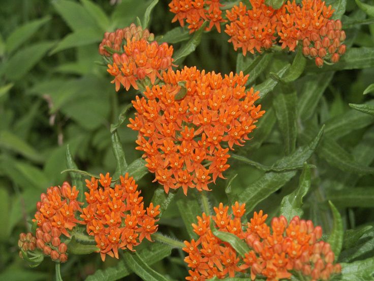 Plant With Small Orange Flowers Amplify Pa Info 100 Best Flowers Orange Images On Pinterest Kalanchoe Plant