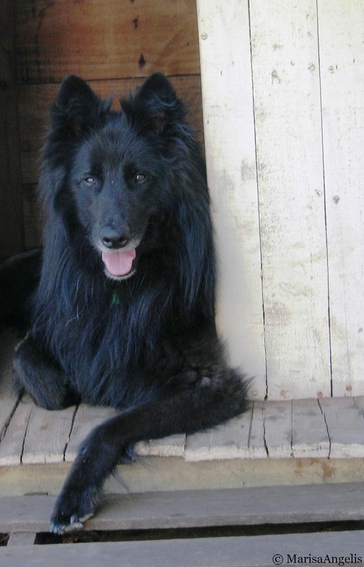 belgian shepherd groenendael for sale uk best 25 belgian shepherd ideas only on pinterest belgian dog belgian shepherd groenendael for sale uk best 25 belgian shepherd ideas only on pinterest belgian dog