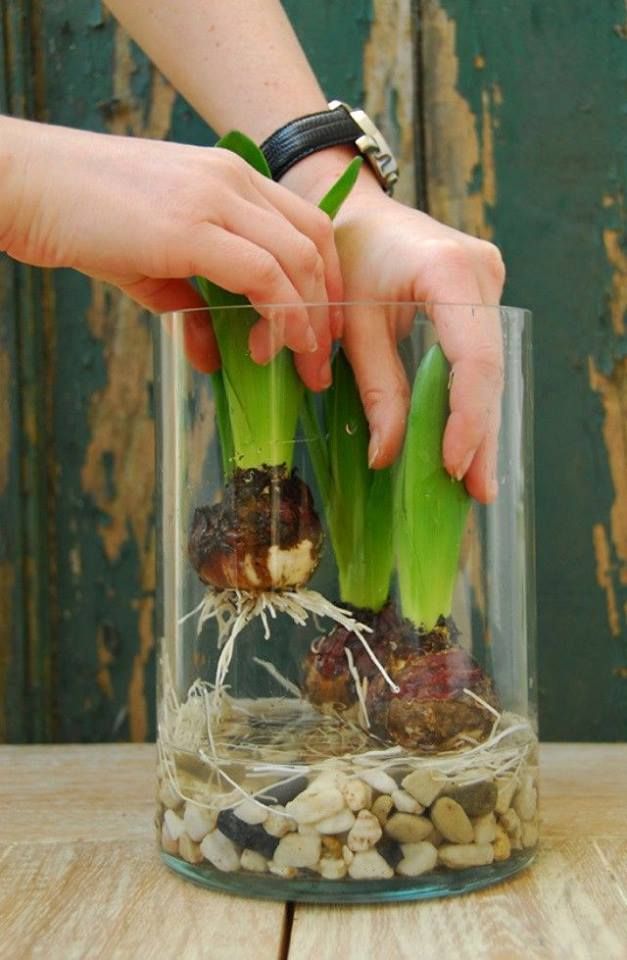 Pin on Green Fingers