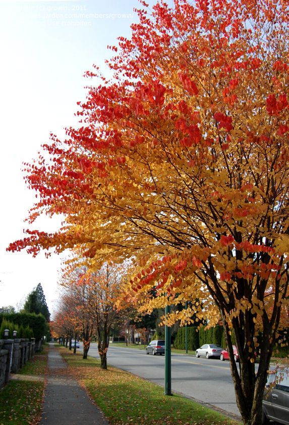 Recommended By Anne Katsura Tree Contender For Front Yard Shade Recommended By Anne Katsura Tree Contender For Front Yard Shade Trees Some People Say They Smell Like Cotton Candy Gardening Pinterest