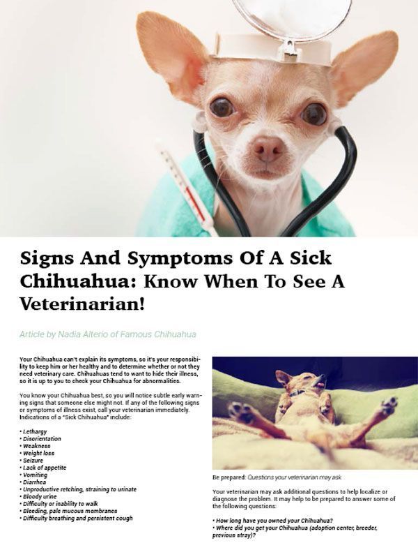 Signs And Symptoms Of A Sick Chihuahua Chihuahua Chihuahua