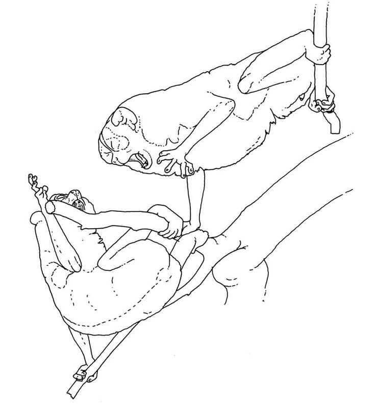 the biology behavior and conservation of the slow loris a species of primates 7 & 2 pridedays& theconceptofprideeventswasdevelopedbytheconservationgrouprare pride,#wherebyafocalspeciesoftheareawouldbeusedtofosterasenseof. the biology behavior and conservation of the slow loris a species of primates 7 & 2 pridedays& theconceptofprideeventswasdevelopedbytheconservationgrouprare pride,#wherebyafocalspeciesoftheareawouldbeusedtofosterasenseof.