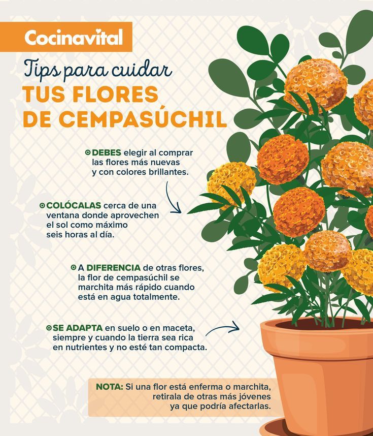 A Poster Describing How To Grow Flowers In A Pot With Spanish Text On A Poster Describing How To Grow Flowers In A Pot With Spanish Text On