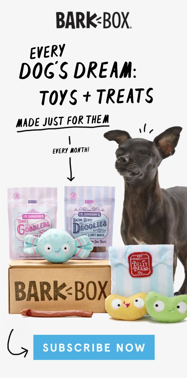 Pin By Emily Gahan On Senior Creative Project In 2020 Your Dog