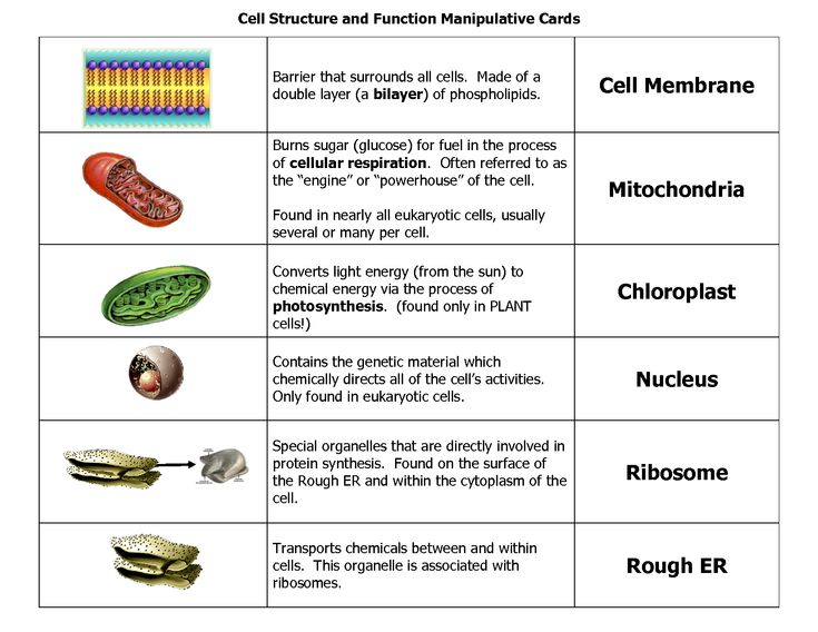 Plant And Animal Cell Parts Definitions For Kids Plant And Animal Cell Parts Definitions For Kids