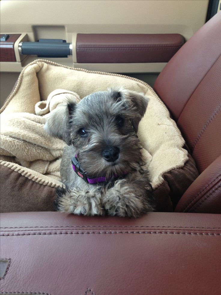miniature schnauzer puppies for sale in pa de 25 bedste id 233 er inden for mini schnauzer puppies p 229 schnauzere miniature schnauzer puppies for sale in pa de 25 bedste id 233 er inden for mini schnauzer puppies p 229 schnauzere
