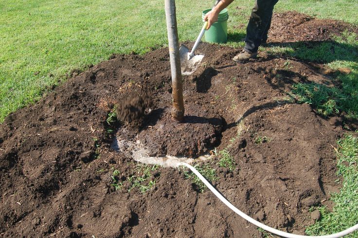 Filling in the hole and watering. By sticking your hose down into the hole around the tree until water c… | Trees to plant, Landscape maintenance, Beautiful gardens