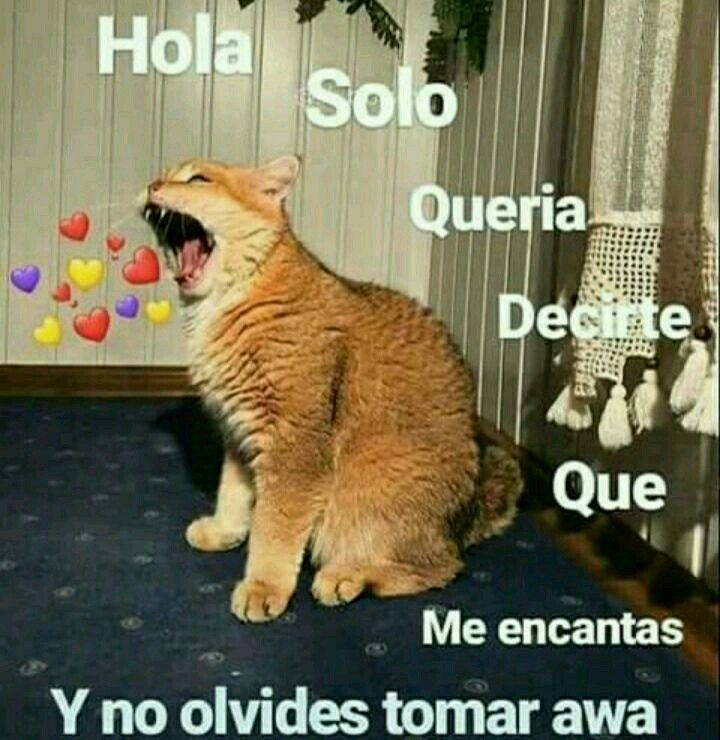 Introducir 78 Imagen Frases De Memes De Amor Abzlocalmx
