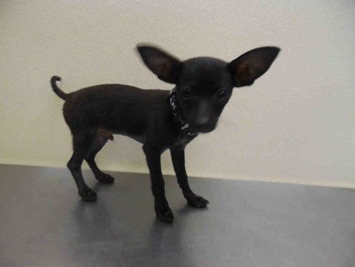Fort Myers Fl Chihuahua Meet Batty A Pet For Adoption Pet