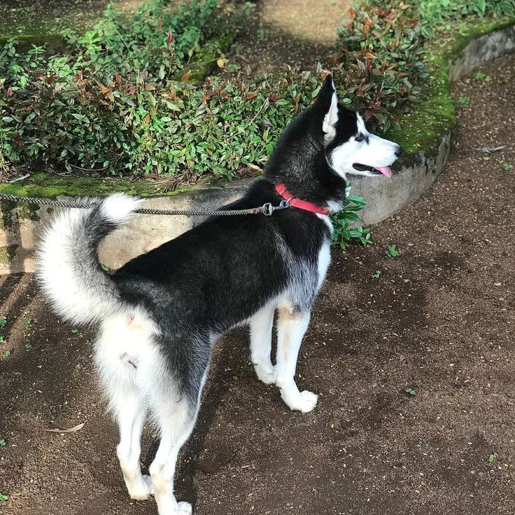 Husky Welpen Tierheim Hessen
