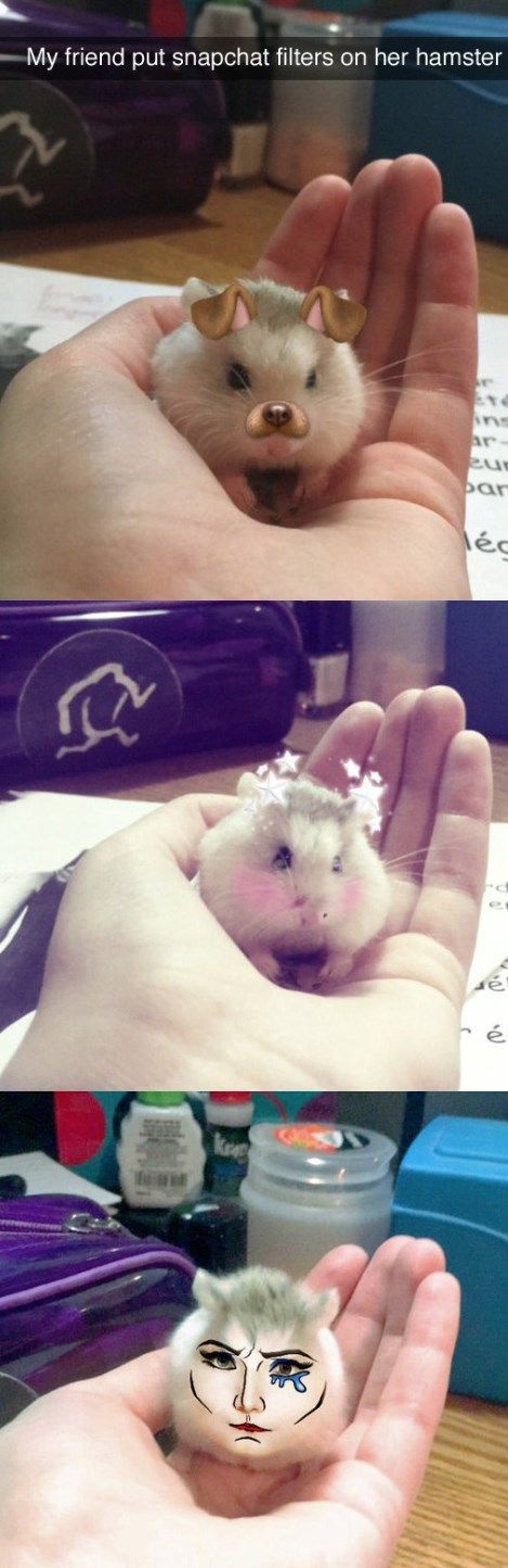 Dieser Hamster wurde zu Snapchat geboren - #dieser #geboren #Hamster #snapchat #...