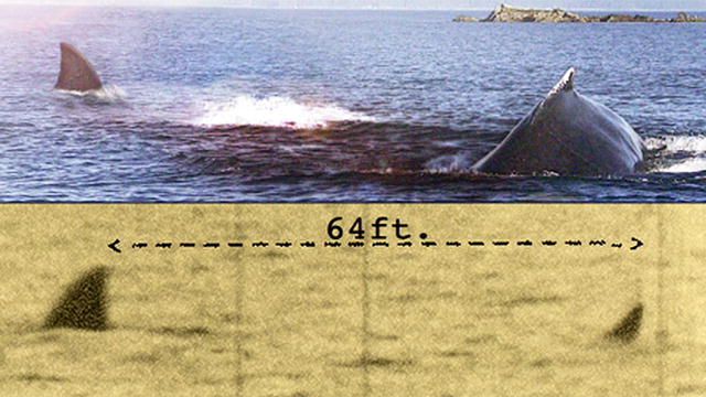 Megalodon The Monster Shark Lives Full Documentary Free Megalodon: The Monster Shark Lives | Megalodon, Monster shark, Animal