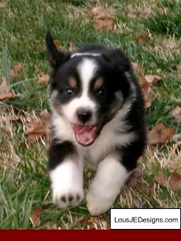 How To Train Your Dog From Not Barking And Pics Of Teaching A Dog