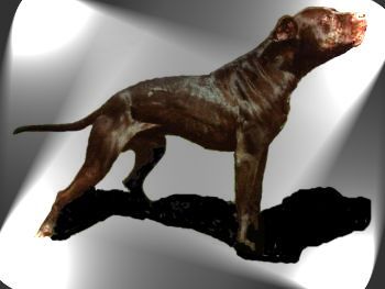 american pitbull terrier game bred bloodlines 941 best best bred pitbulls images on pinterest php game and american pitbull terrier game bred bloodlines 941 best best bred pitbulls images on pinterest php game and