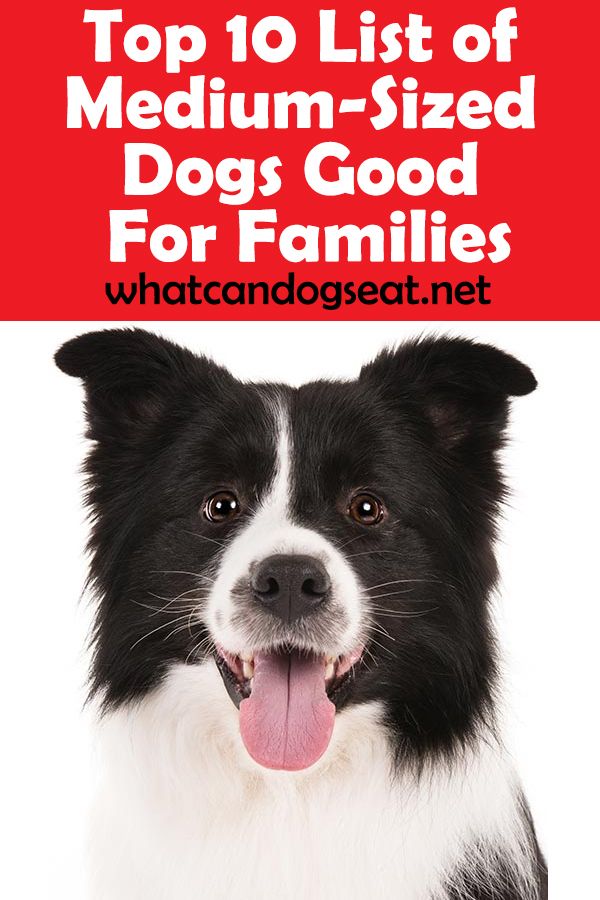 Looking For A Great Medium Sized Dog Dogs Medium Sized Dogs