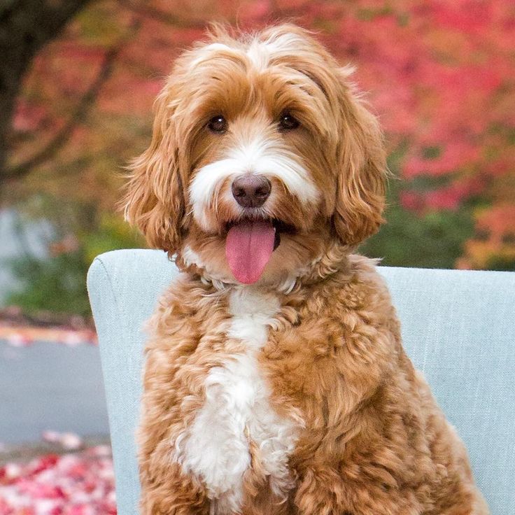 australian labradoodle puppy 66 best the australian labradoodle images on labradoodle australian labradoodle puppy 66 best the australian labradoodle images on labradoodle