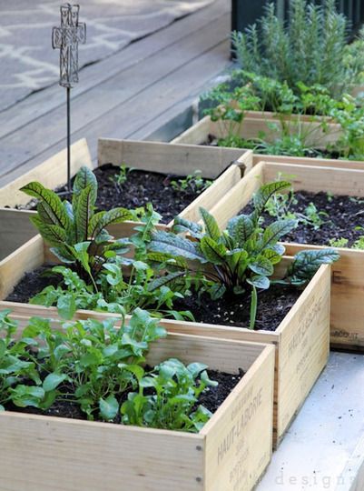 Container Gardening Idea Make A Wine Box Salad Garden Container Gardening Idea Make A Wine Box Salad Garden
