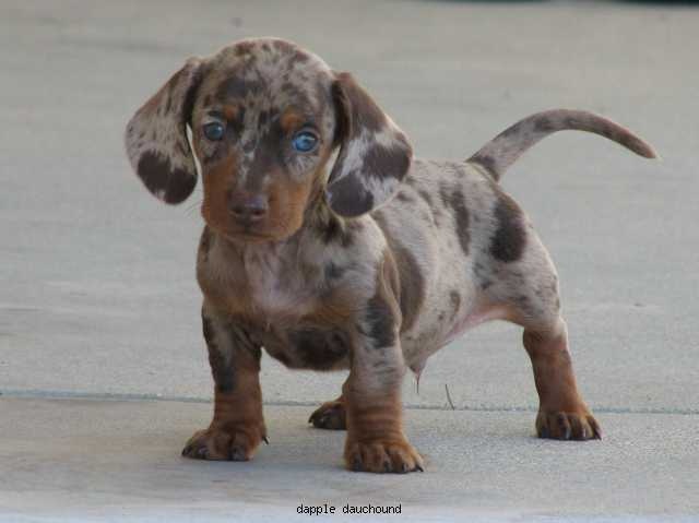 Dappled Miniature Dach...
