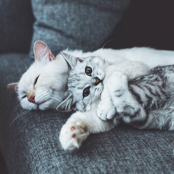 Обнимающиеся котики картинки с надписями, подруге
