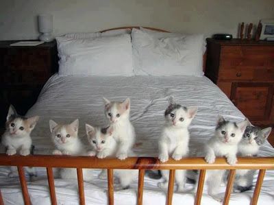 Imágenes de Gatos - Vol.6 (20 Fotos) #facebook_cover #portada_facebook