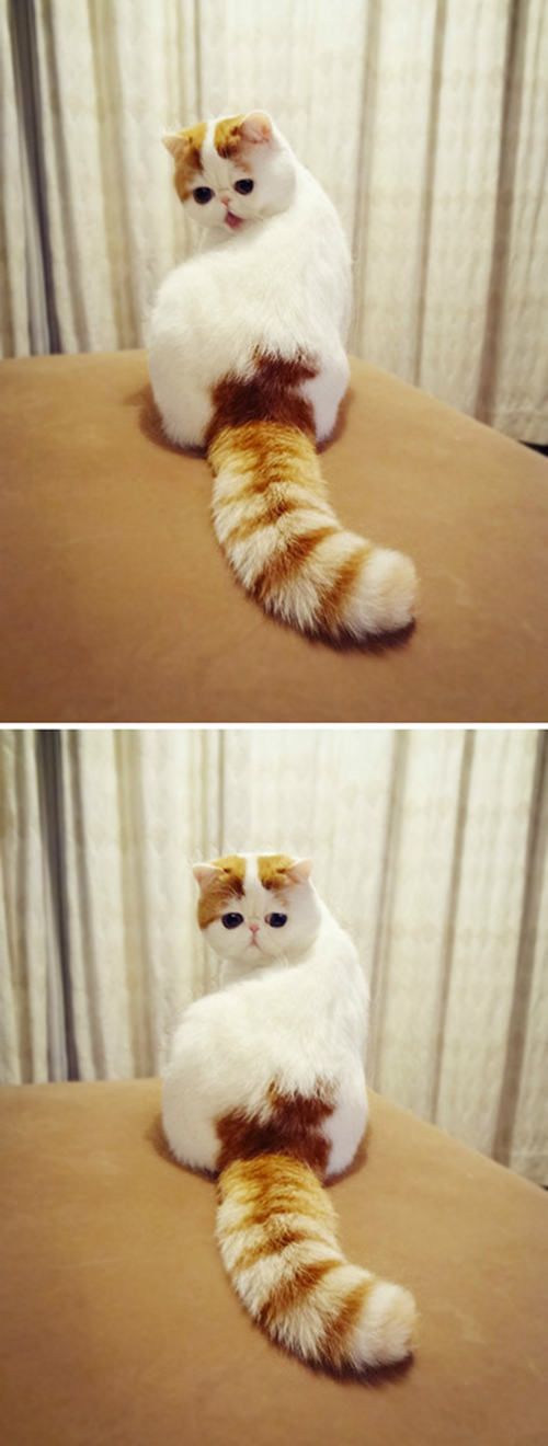 Crazy Like Cats The Cure Crazy Like Cats The Cure