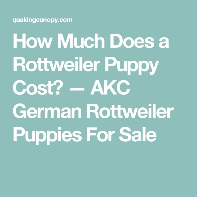 rottweiler puppies cost best 25 german rottweiler puppies ideas on german rottweiler rottweiler rottweiler puppies cost best 25 german rottweiler puppies ideas on german rottweiler rottweiler