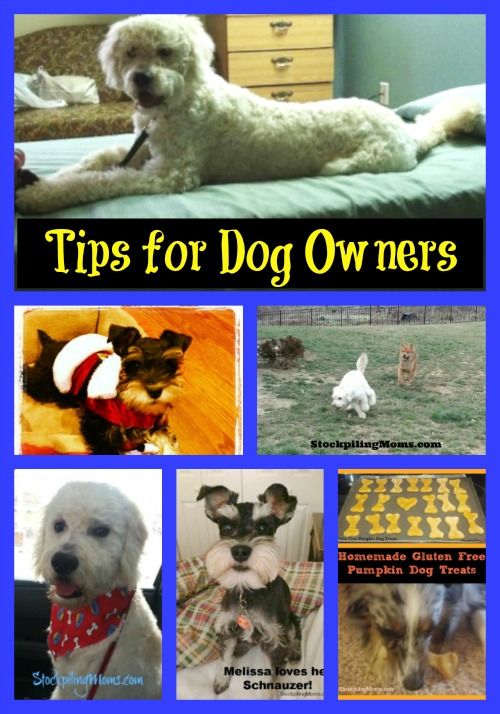 Shy Dog Training Tips Shy Dog Training Tips