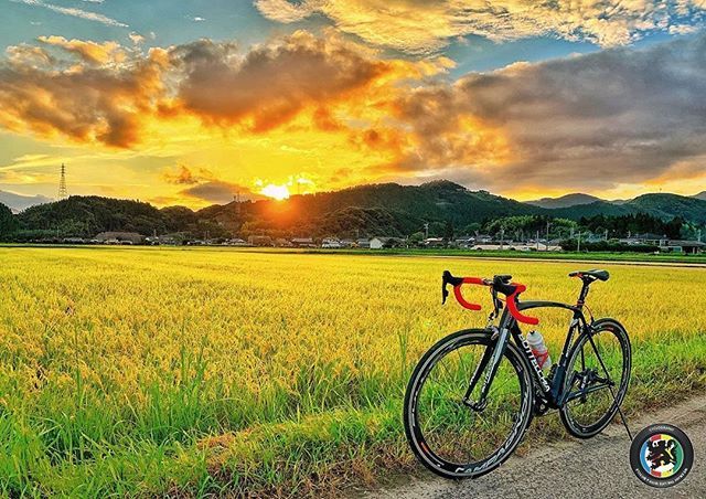 稲刈り真近の金色に輝く水田ですね 暑くなりましたが この美しい景色は写真に残しておきたいと思いました Bottecchia Bottecchiaworld 今週の Cyclography Reposted By Country Roads Bicycle Country