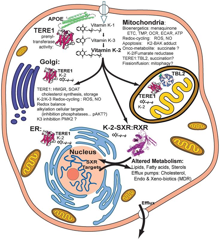 reactive oxygen species