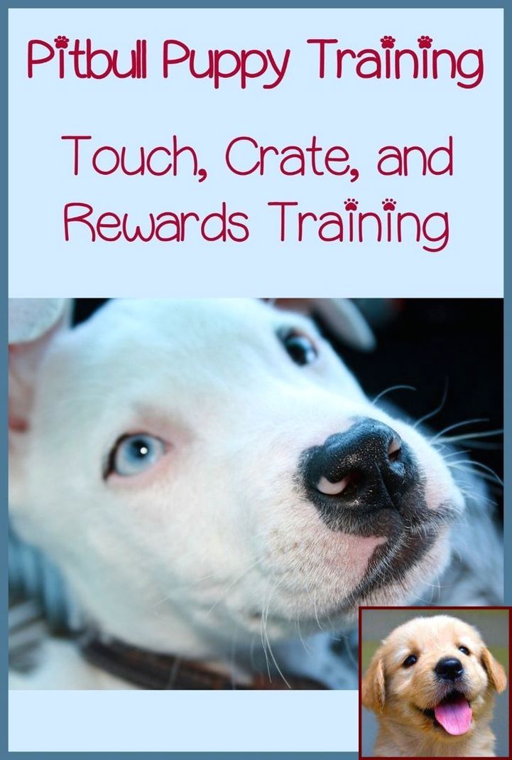1 Have Dog Behavior Problems Learn About Dog Behavior School Near