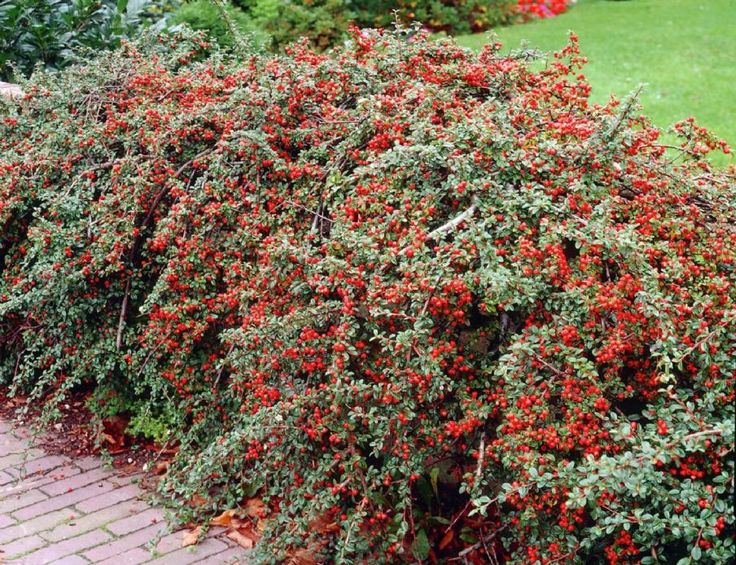 Cotoneaster hedge