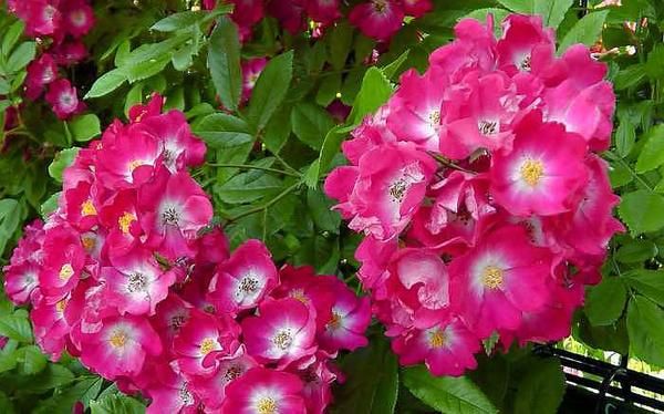 Rose Marjorie Fair Rose Marjorie Fair