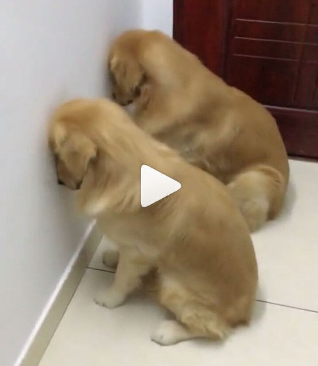 Feel Guilty Dog Funny Cute Cuteanimalshare Dogs