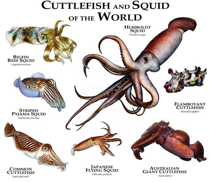 Der GrГ¶Гџte Tintenfisch Der Welt Der GrГ¶Гџte Tintenfisch Der Welt