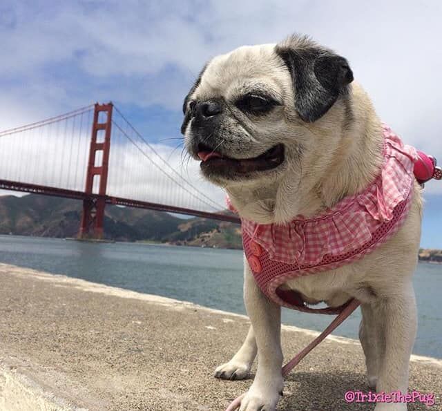Puppia Soft Vivien Pink Harness Available At Www Ilovepugs Co Uk