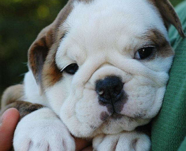 The Valley Bulldog A Sour Faced Lovable Clown Bulldog