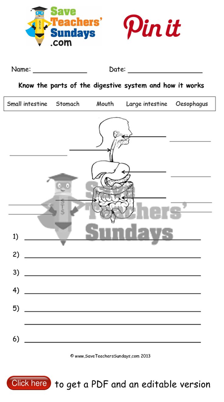 worksheet Carnivores Herbivores And Omnivores Worksheets 20 best year 4 animals including humans lesson plans worksheets 7 digestive system and other primary teaching resources
