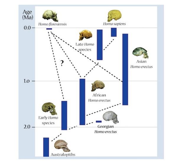 Dating phylogenetic trees