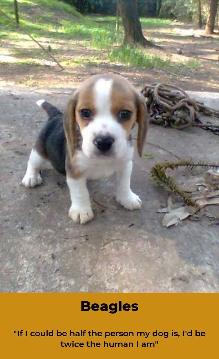 Beagle Beaglepuppy Beagles Training Beagle Beagle Puppy