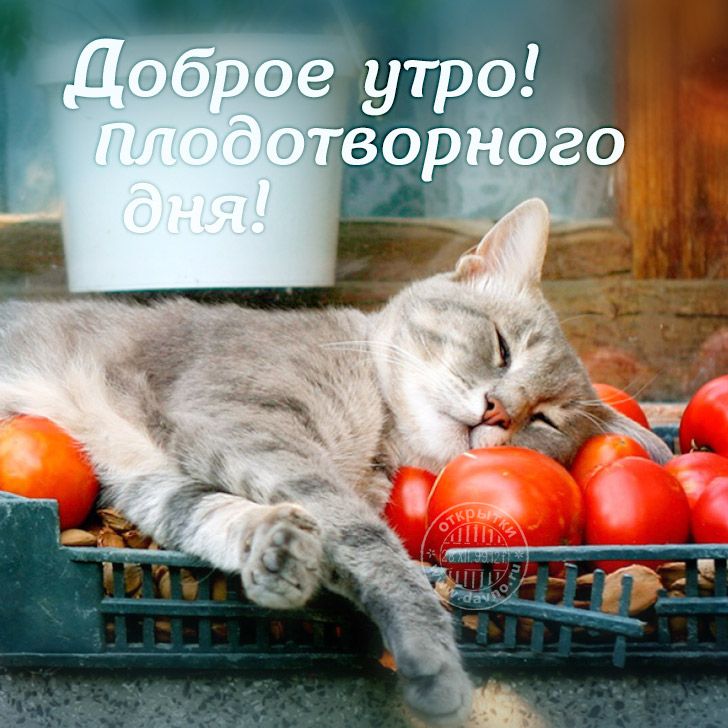 Открыток маленьких, ржачная открытка с добрым утром