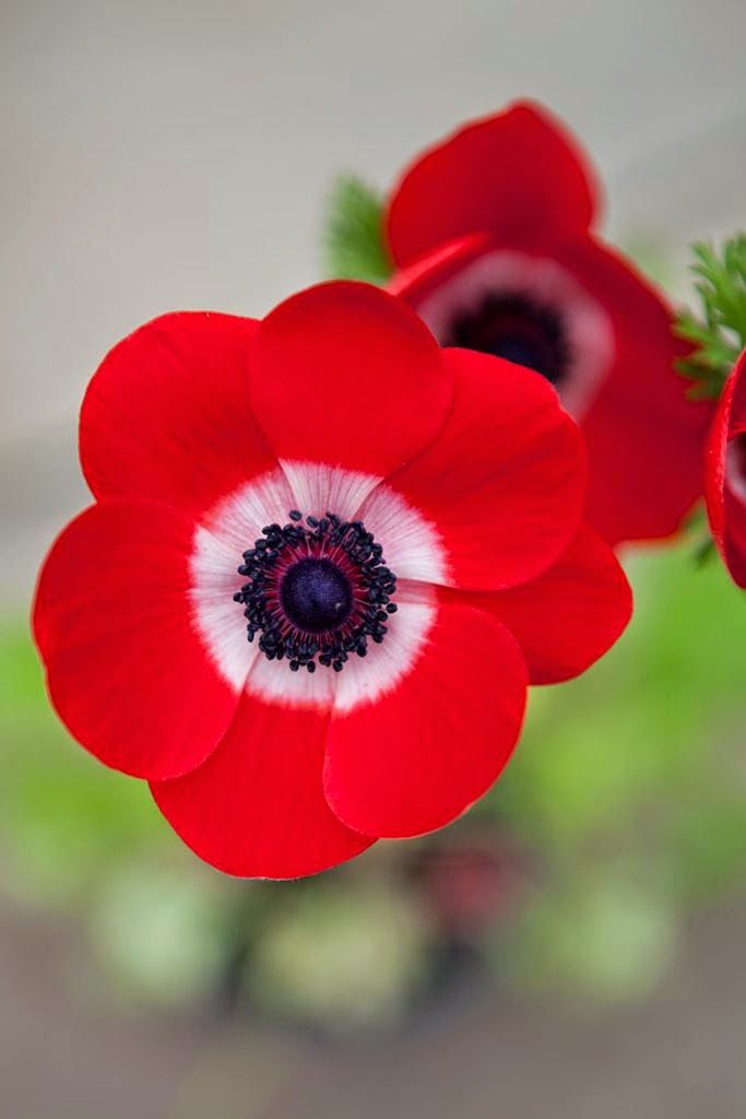 Best 25 Red Flowers Ideas On Pinterest Wedding Find This Pin And More On Flowers
