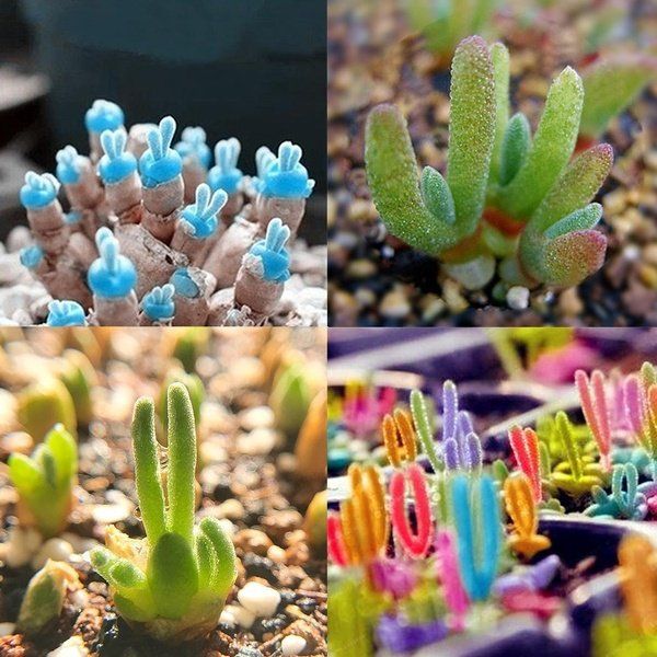 100pcs Lithops Pseudotruncatella Succulent Bunny ears Stone Potted Flower Monilaria obconica for home garden