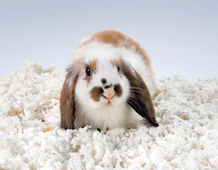 52 best rabbit care images on pinterest | bunny rabbits, house 52 best rabbit care images on pinterest | bunny rabbits, house