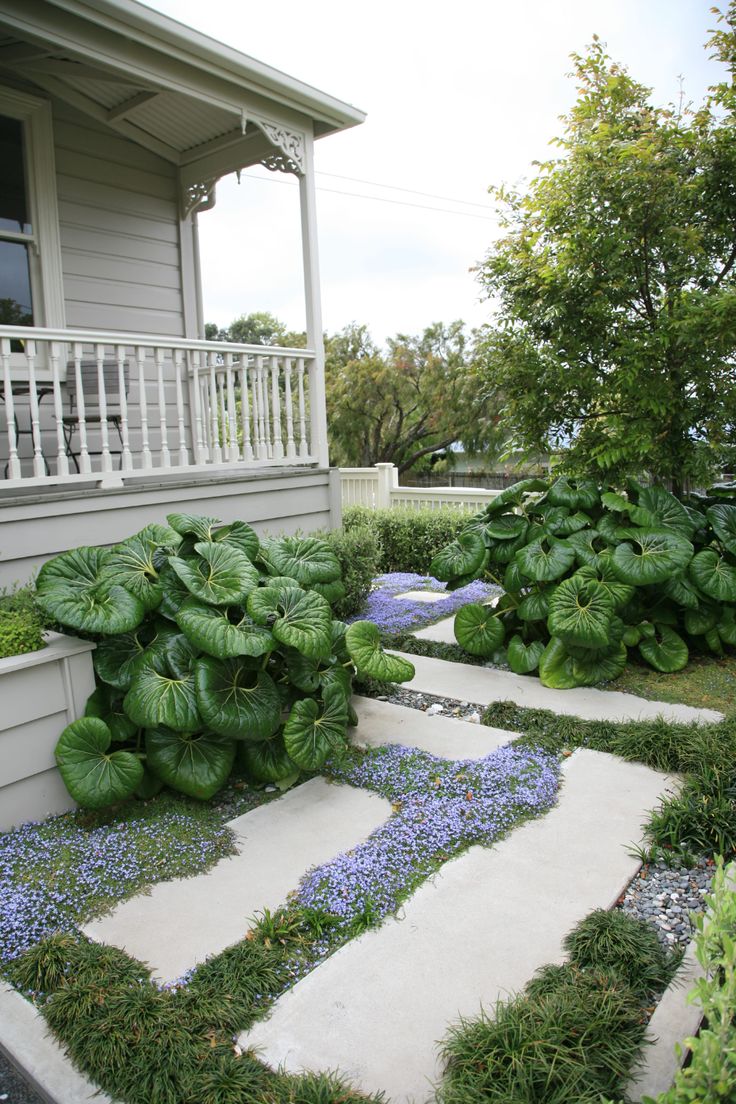Pathway and groundcover planting Garden ideas nz, Landscape design
