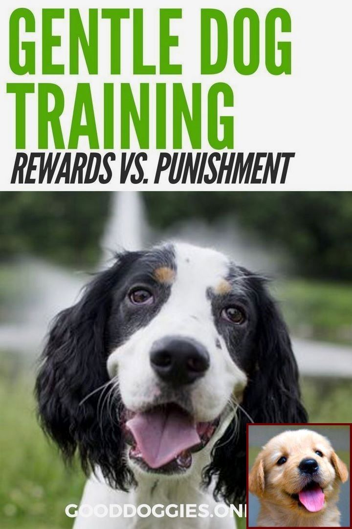 House Training A Puppy Uk And Clicker Training For Dogs Youtube