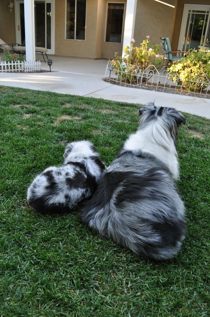 australian shepherd jack russell terrier 473 best australian shepherds images on pinterest australian australian shepherd jack russell terrier 473 best australian shepherds images on pinterest australian