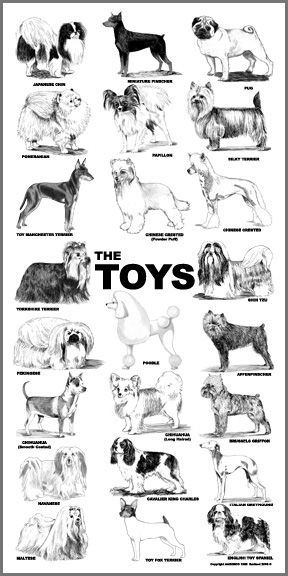 Top Dog Grooming Styles Chart in the year 2023 Check it out now 