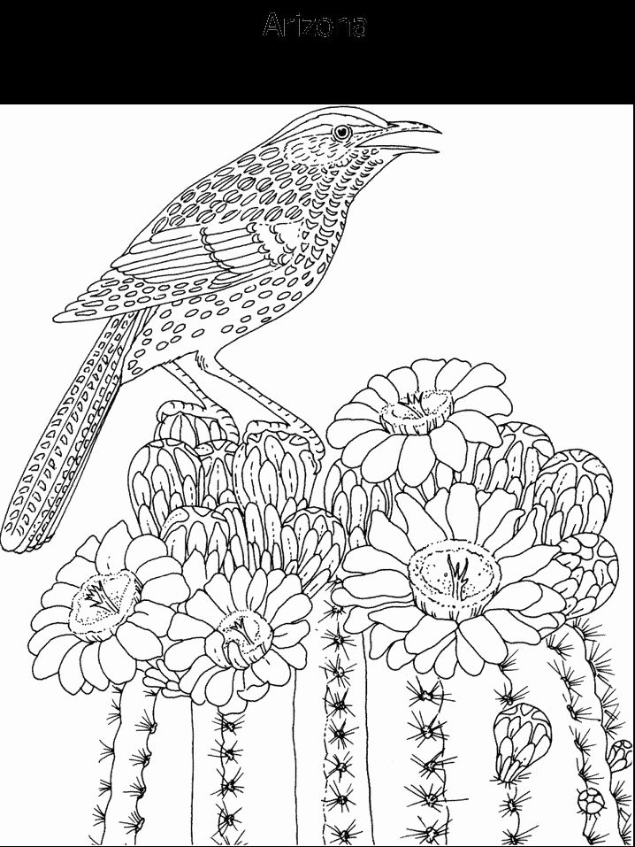 19 best Coloring Pages - State Birds \ Flowers images on Pinterest - best of coloring pages adults birds 19 best Coloring Pages - State Birds \ Flowers images on Pinterest - best of coloring pages adults birds